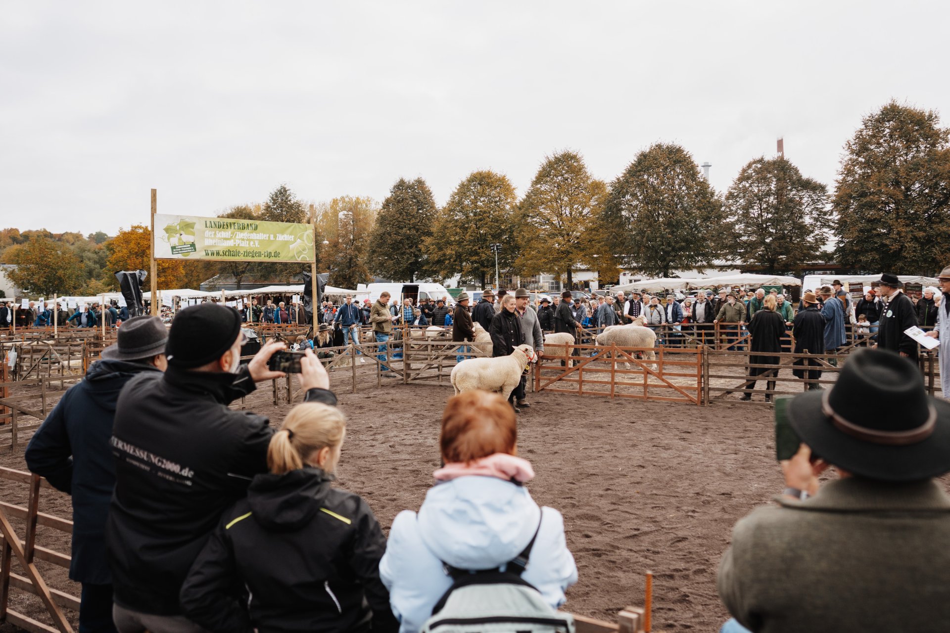 Gehege mit Schafen und Zuschauer drumherum