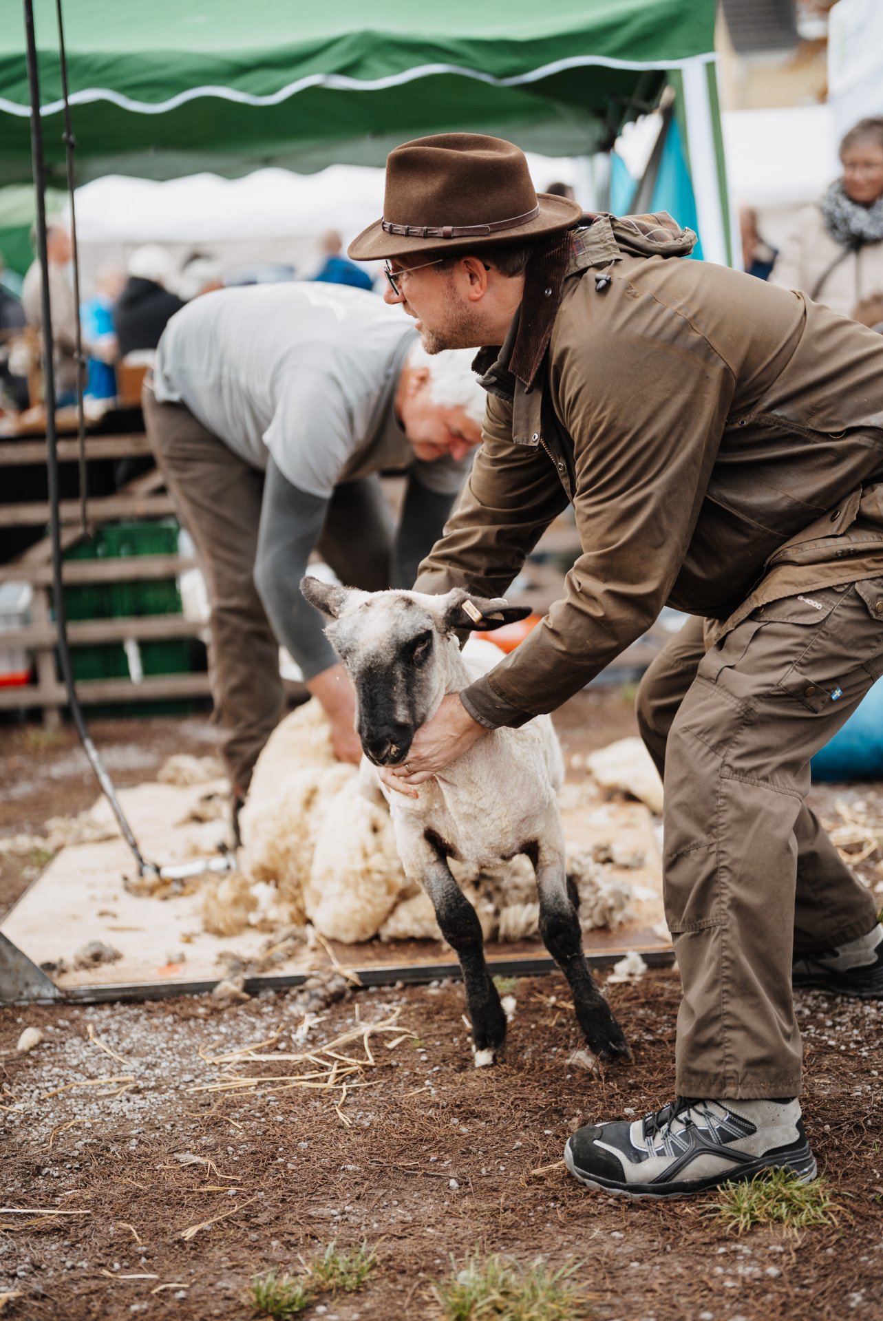 Ein Schaf wird geschoren